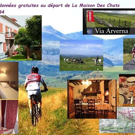 La Maison Des Chats Saint-Mary-le-Plain 外观 照片