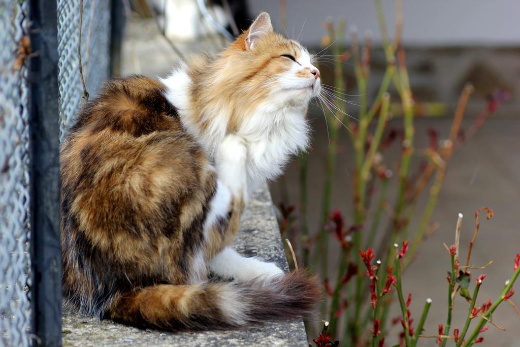 La Maison Des Chats Saint-Mary-le-Plain 外观 照片