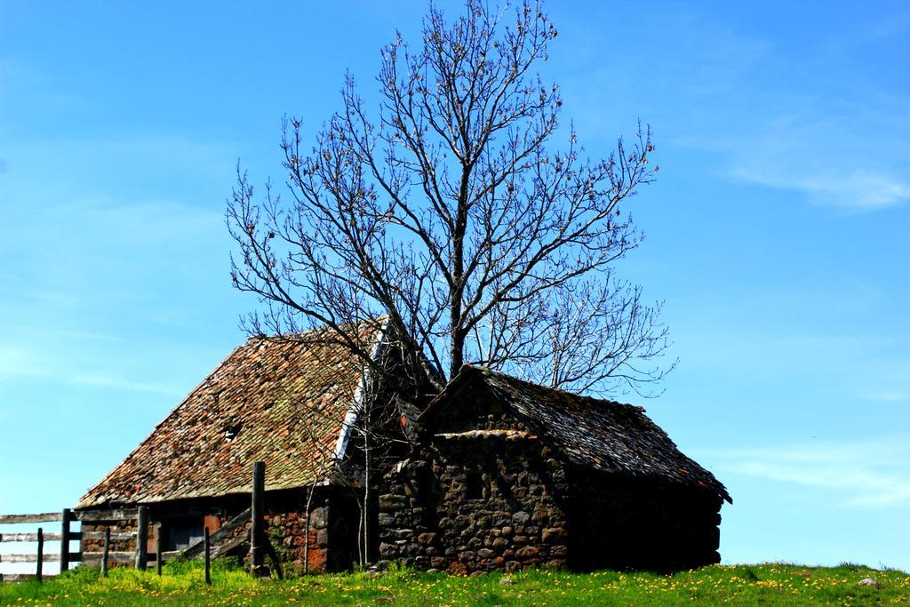 La Maison Des Chats Saint-Mary-le-Plain 外观 照片