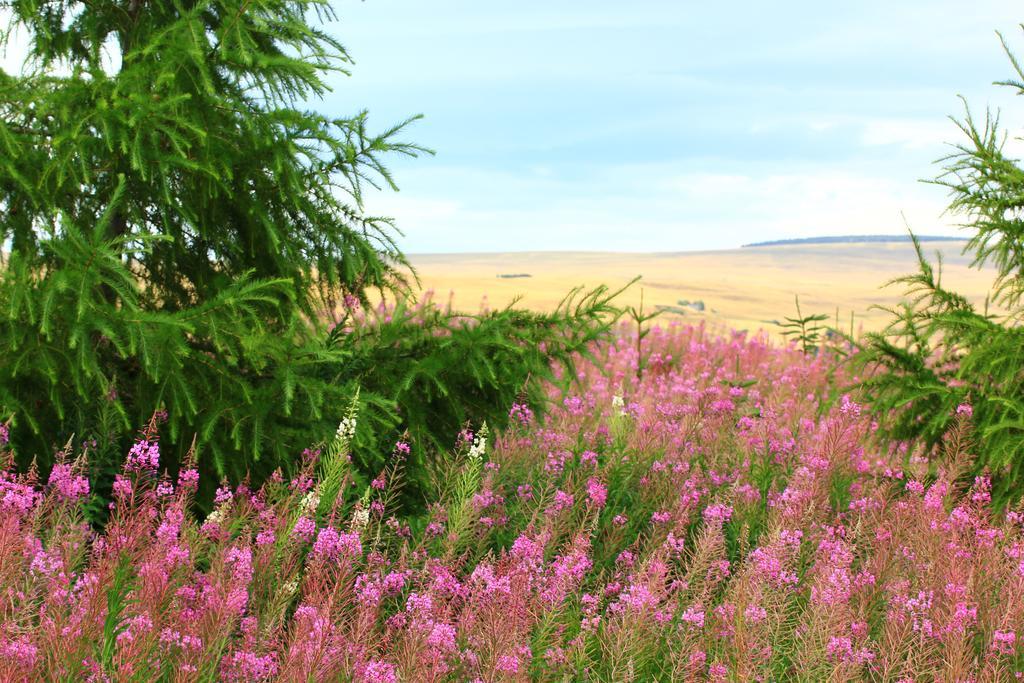 La Maison Des Chats Saint-Mary-le-Plain 外观 照片