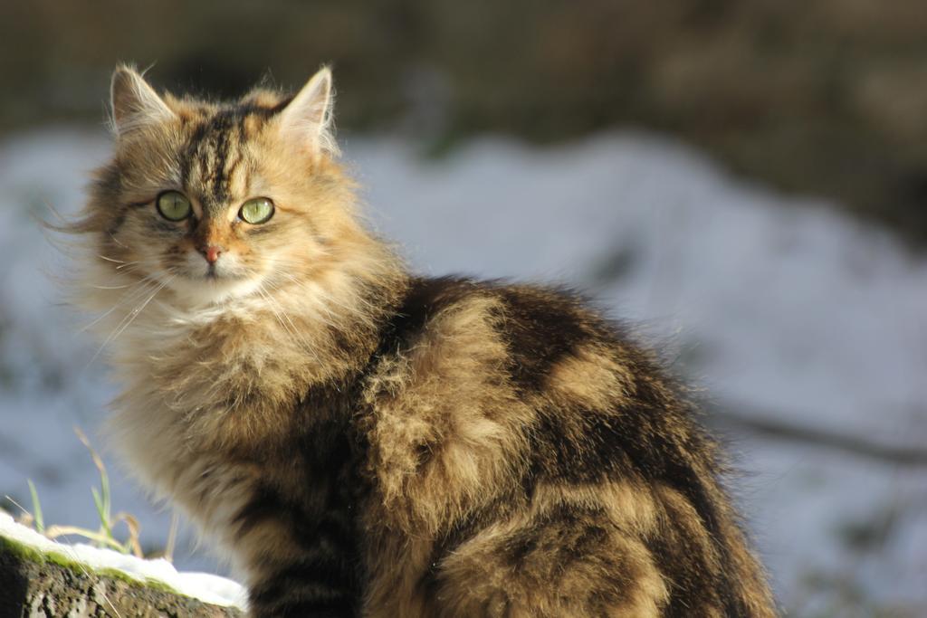 La Maison Des Chats Saint-Mary-le-Plain 外观 照片
